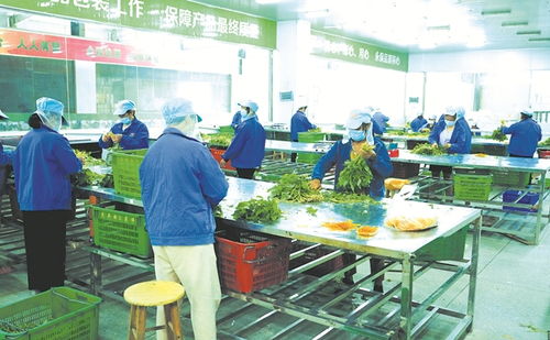 从田间到餐桌 优质农副产品直供香港的桥梁与机遇