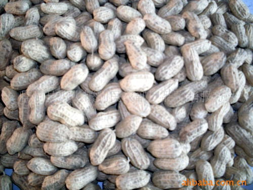 临朐县沂山镇利民农副产品购销服务站 架起农民与市场的桥梁