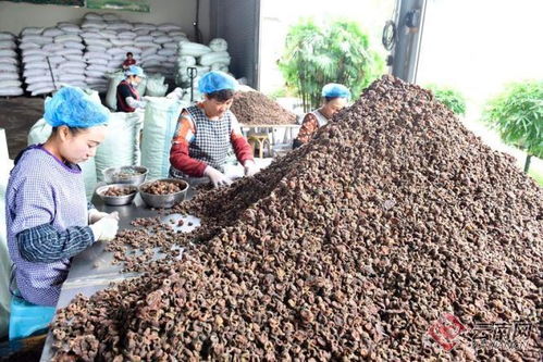 小产品撬动大产业 巍山农副产品精深加工的振兴之路