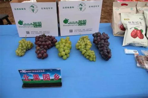 阜平县农副产品展示交流会 聚焦产业发展，助力乡村振兴
